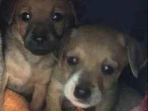 Cachorro raça Não definida idade 2 a 6 meses nome Filhote