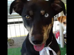 Cachorro raça SRD idade 1 ano nome Mel