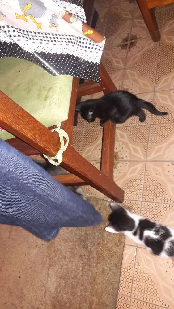 Gato ra a sem raça definida idade Abaixo de 2 meses nome sem nomes