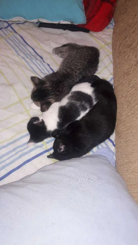 Gato ra a sem raça definida idade Abaixo de 2 meses nome sem nomes