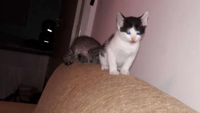 Gato ra a sem raça definida idade Abaixo de 2 meses nome sem nomes