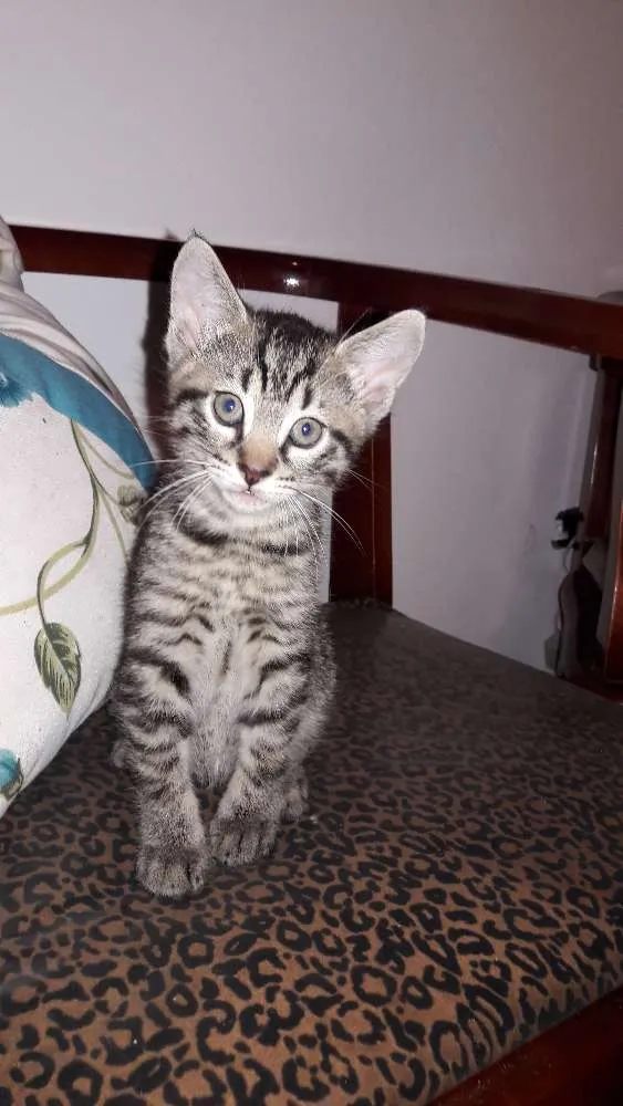 Gato ra a sem raça definida idade Abaixo de 2 meses nome sem nomes