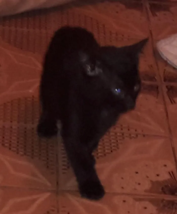 Gato ra a sem raça definida idade Abaixo de 2 meses nome sem nomes