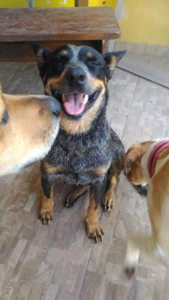 Cachorro ra a boiadeiro australiano idade 2 anos nome Fiona