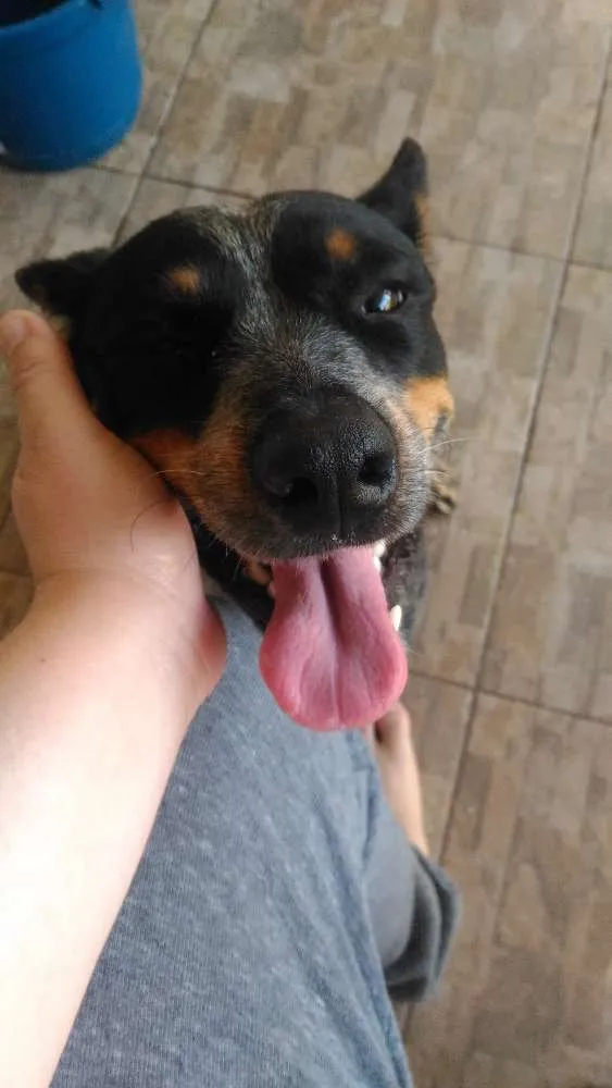 Cachorro ra a boiadeiro australiano idade 2 anos nome Fiona