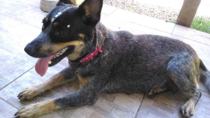 Cachorro ra a boiadeiro australiano idade 2 anos nome Fiona