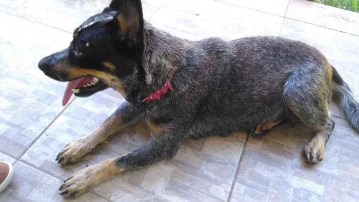 Cachorro ra a boiadeiro australiano idade 2 anos nome Fiona