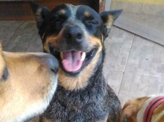 Cachorro ra a boiadeiro australiano idade 2 anos nome Fiona