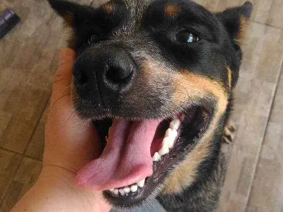 Cachorro ra a boiadeiro australiano idade 2 anos nome Fiona