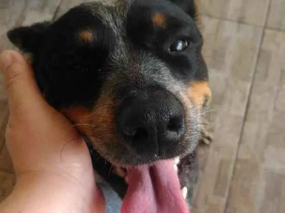 Cachorro ra a boiadeiro australiano idade 2 anos nome Fiona