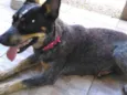Fiona