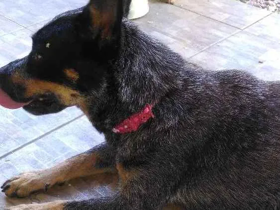 Cachorro ra a boiadeiro australiano idade 2 anos nome Fiona