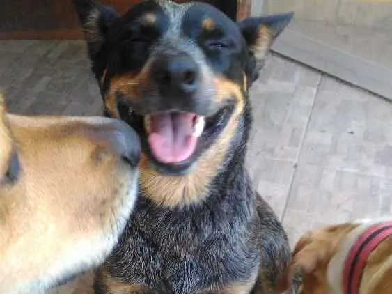 Cachorro ra a boiadeiro australiano idade 2 anos nome Fiona
