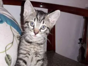 Gato raça sem raça definida idade Abaixo de 2 meses nome sem nomes
