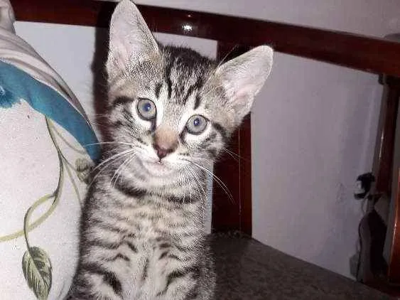 Gato ra a sem raça definida idade Abaixo de 2 meses nome sem nomes