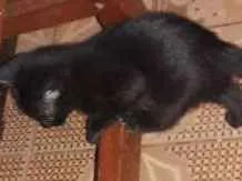 Gato ra a sem raça definida idade Abaixo de 2 meses nome sem nomes