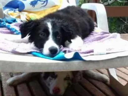 Cachorro raça Border Collie idade 4 anos nome Flocos e Docinho