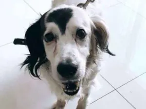 Cachorro raça Srd idade 6 ou mais anos nome Billy 