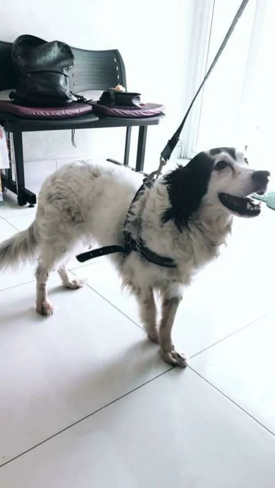 Cachorro ra a Srd idade 6 ou mais anos nome Billy 