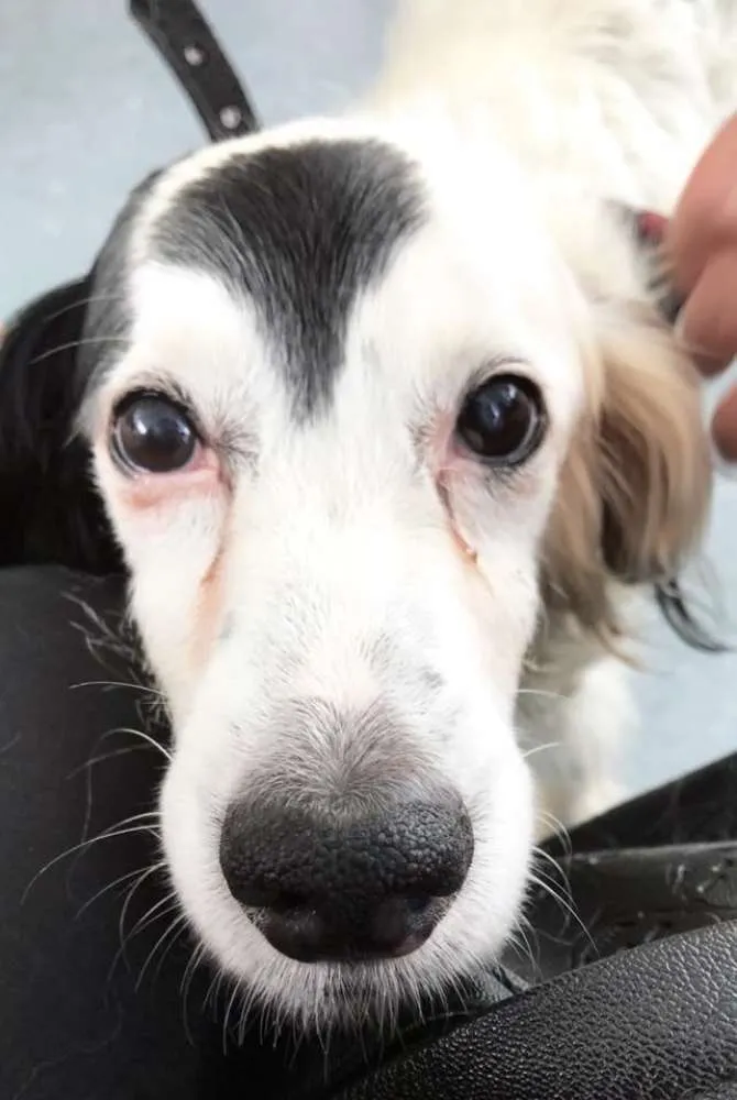 Cachorro ra a Srd idade 6 ou mais anos nome Billy 