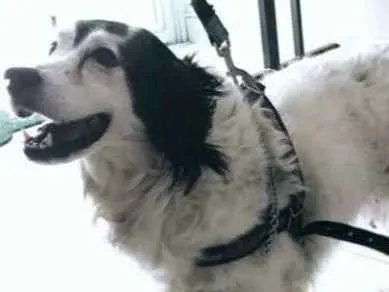 Cachorro ra a Srd idade 6 ou mais anos nome Billy 