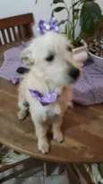 Luma ou Lara
