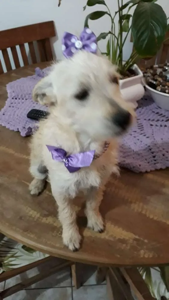 Cachorro ra a Srd  idade 7 a 11 meses nome Luma ou Lara