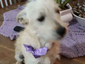 Cachorro raça Srd  idade 7 a 11 meses nome Luma ou Lara