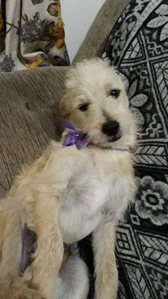 Cachorro ra a Srd  idade 7 a 11 meses nome Luma ou Lara