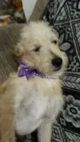 Luma ou Lara