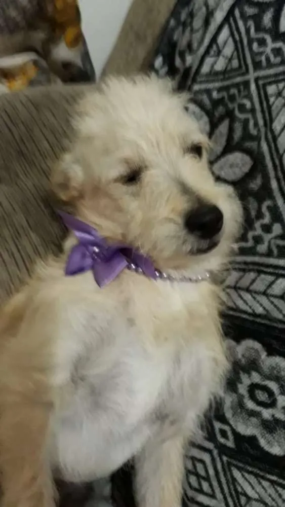 Cachorro ra a Srd  idade 7 a 11 meses nome Luma ou Lara