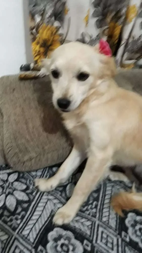 Cachorro ra a Srd  idade 7 a 11 meses nome Luma ou Lara