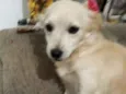 Luma ou Lara