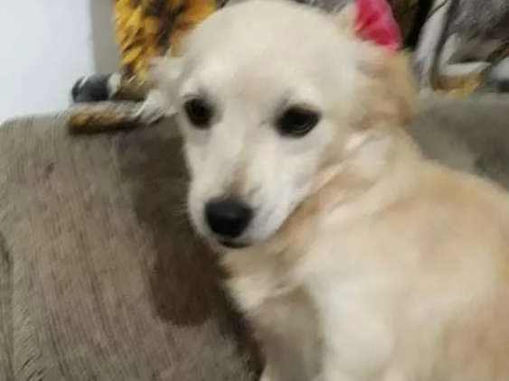 Cachorro ra a Srd  idade 7 a 11 meses nome Luma ou Lara