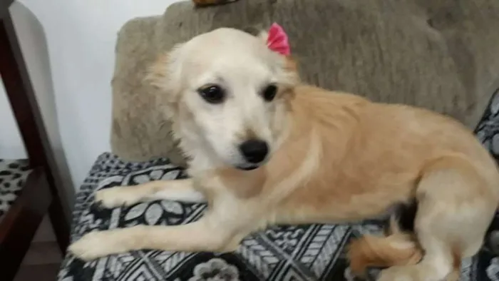 Cachorro ra a Srd  idade 7 a 11 meses nome Luma ou Lara