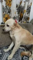 Luma ou Lara