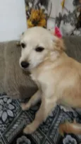 Luma ou Lara
