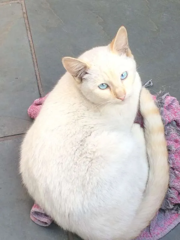 Gato ra a vira- lata idade 2 a 6 meses nome sem nome