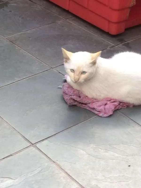 Gato ra a vira- lata idade 2 a 6 meses nome sem nome