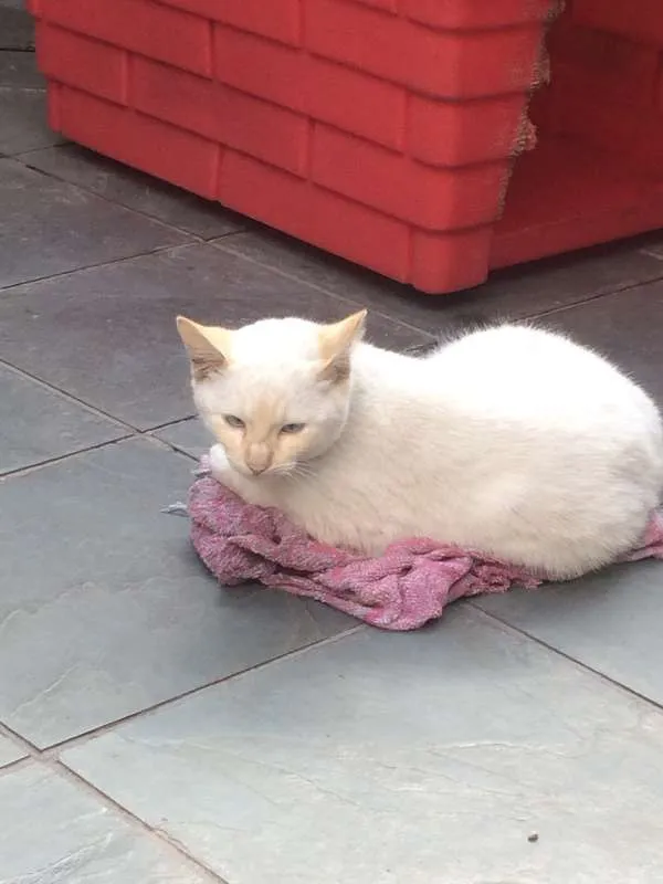 Gato ra a vira- lata idade 2 a 6 meses nome sem nome