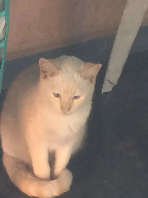 Gato ra a vira- lata idade 2 a 6 meses nome sem nome