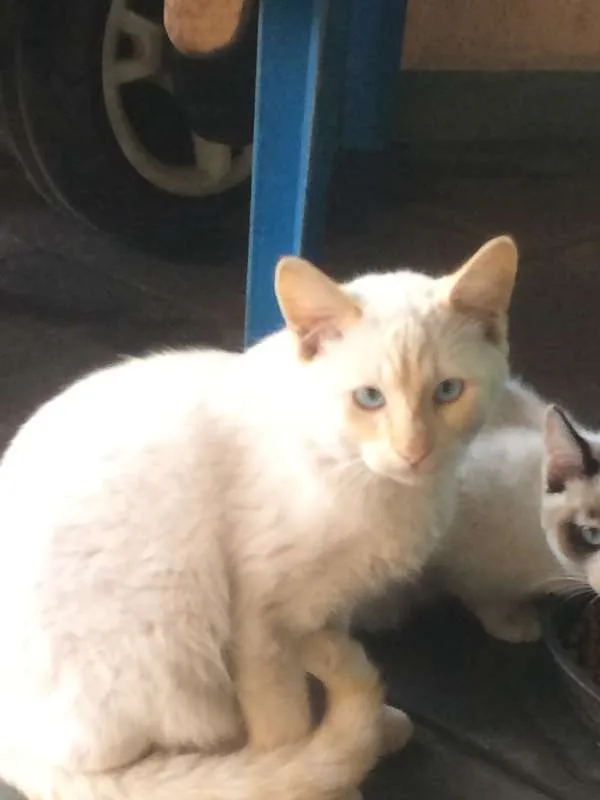 Gato ra a vira- lata idade 2 a 6 meses nome sem nome