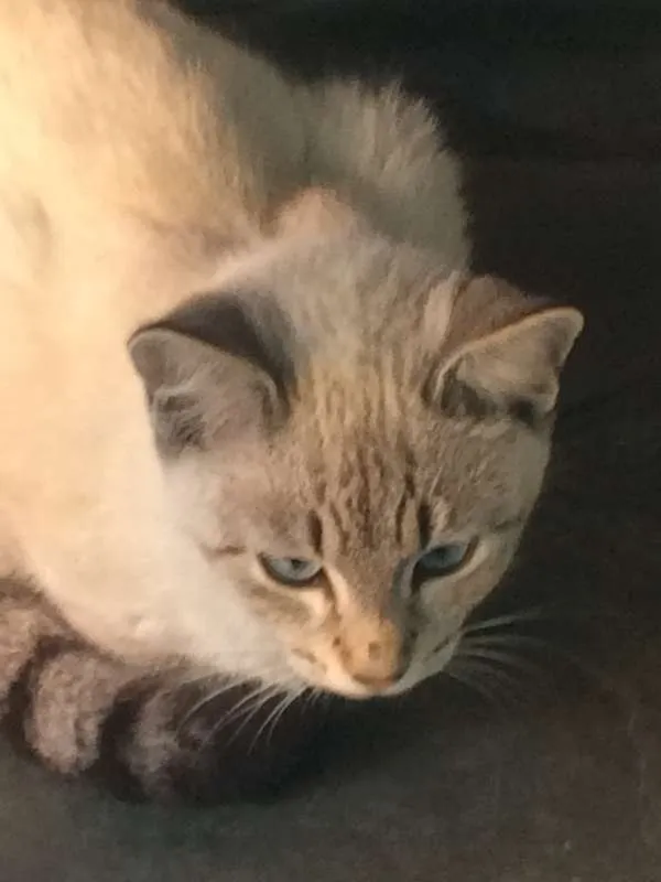 Gato ra a vira-lata idade 2 a 6 meses nome sem nome