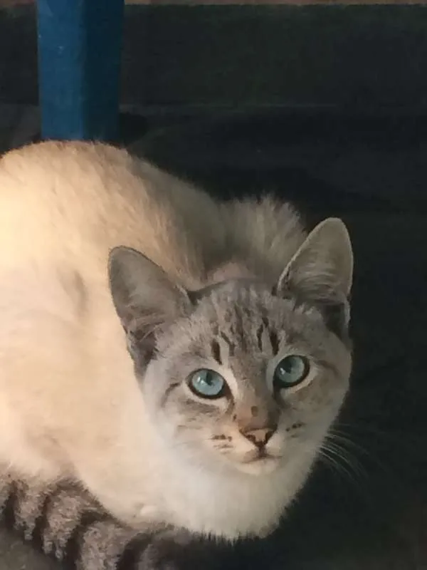 Gato ra a vira-lata idade 2 a 6 meses nome sem nome