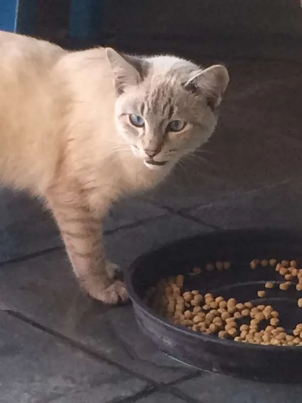 Gato ra a vira-lata idade 2 a 6 meses nome sem nome