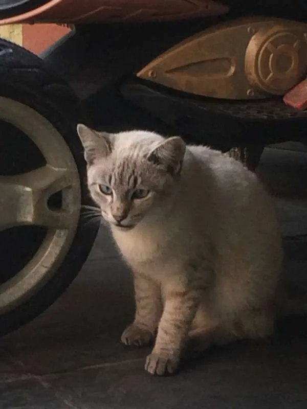 Gato ra a vira-lata idade 2 a 6 meses nome sem nome