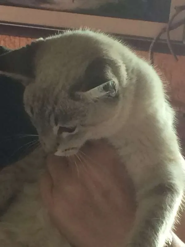 Gato ra a vira-lata idade 2 a 6 meses nome sem nome