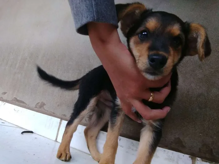 Cachorro ra a Vira lata idade 2 a 6 meses nome Sem nome