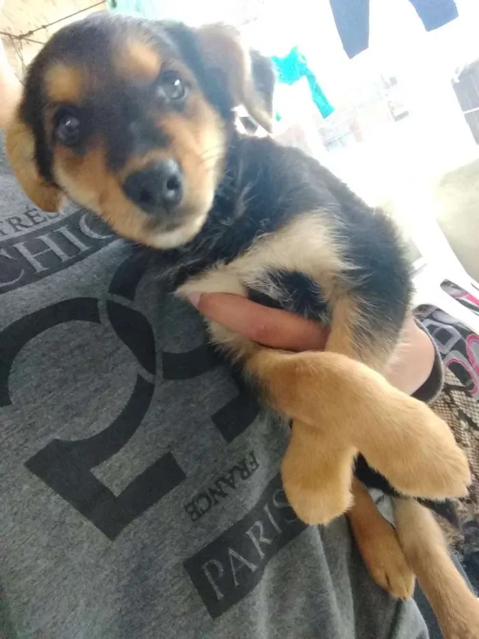 Cachorro ra a Vira lata idade 2 a 6 meses nome Sem nome