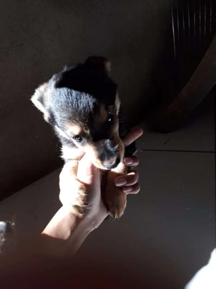 Cachorro ra a Vira lata idade 2 a 6 meses nome Sem nome